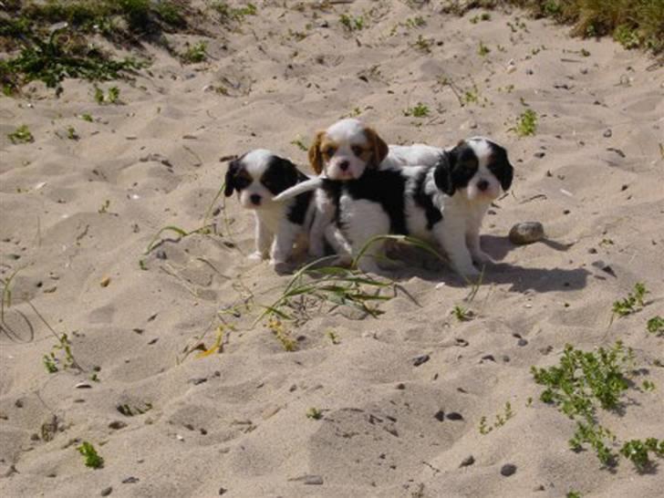 Cavalier king charles spaniel Freya billede 11