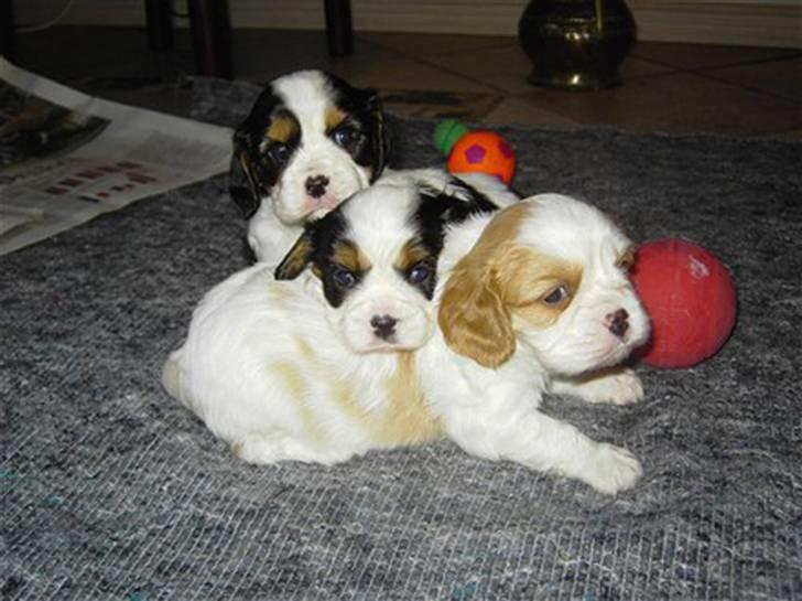 Cavalier king charles spaniel Freya billede 12