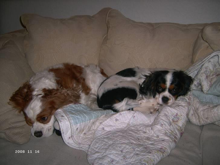 Cavalier king charles spaniel Freya billede 13