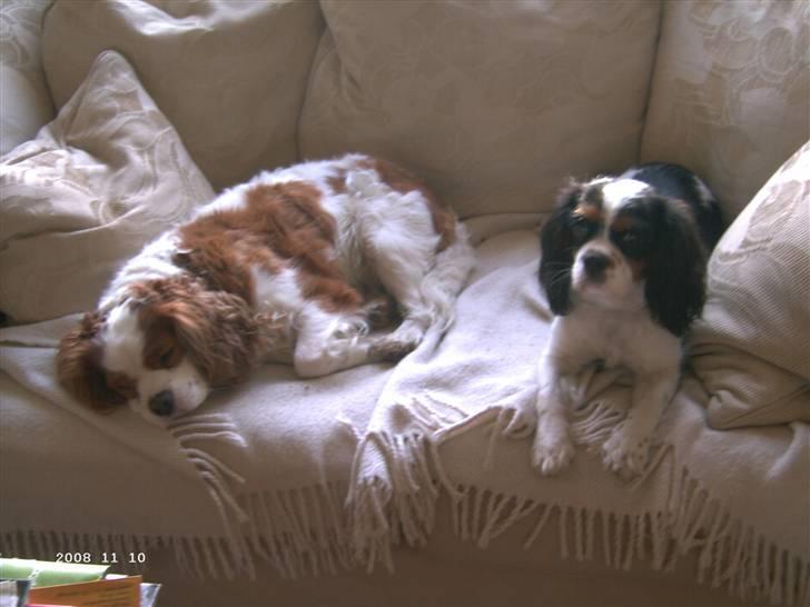 Cavalier king charles spaniel Freya billede 14