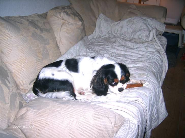 Cavalier king charles spaniel Freya billede 15