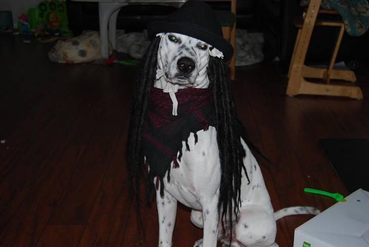 Blanding af racer Tumle *nyt hjem somewhere - jaah hvis man ik får stadset sig lidt ud så er man jo ikke smaaart.. billede 6