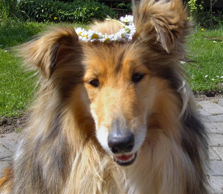 Collie langhåret The Sound of Music, Bella billede 16