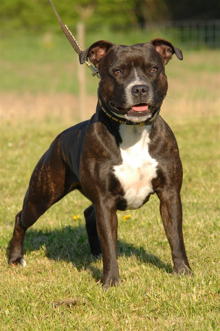 Staffordshire bull terrier Mathilde billede 5