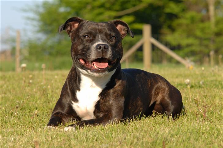Staffordshire bull terrier Mathilde billede 6
