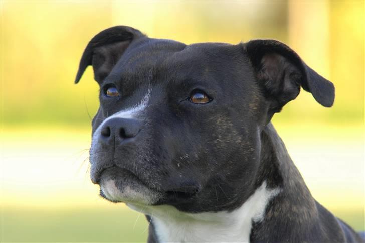 Staffordshire bull terrier Mathilde billede 7
