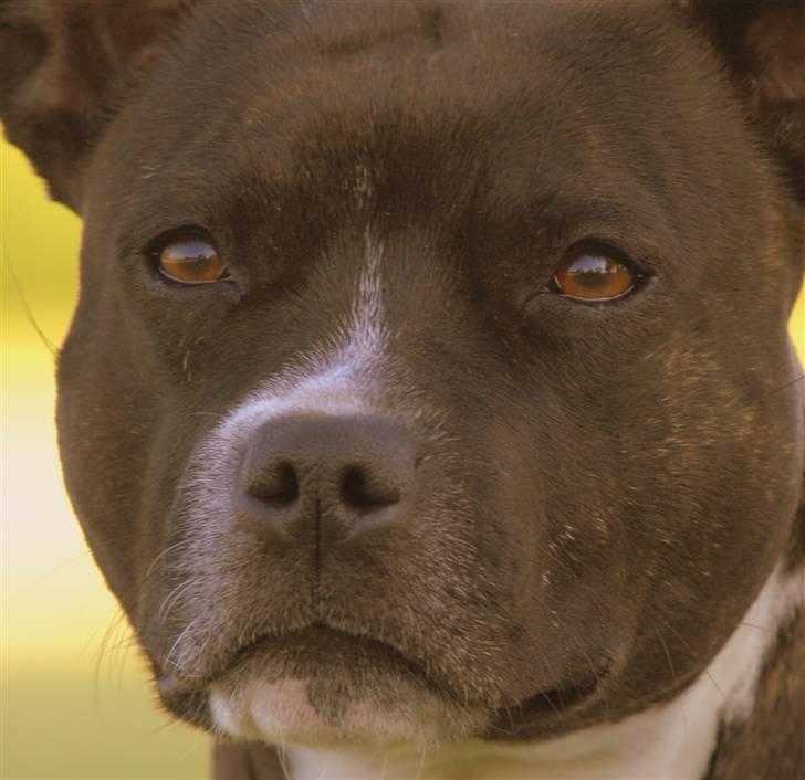 Staffordshire bull terrier Mathilde billede 8