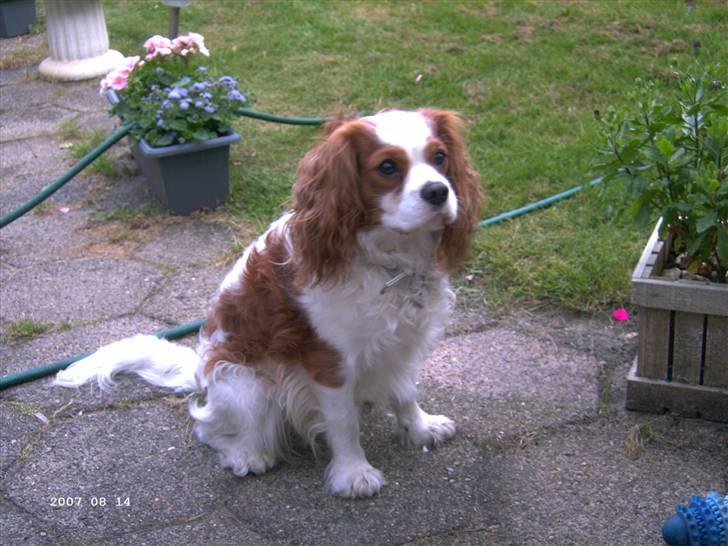 Cavalier king charles spaniel Frodo billede 14