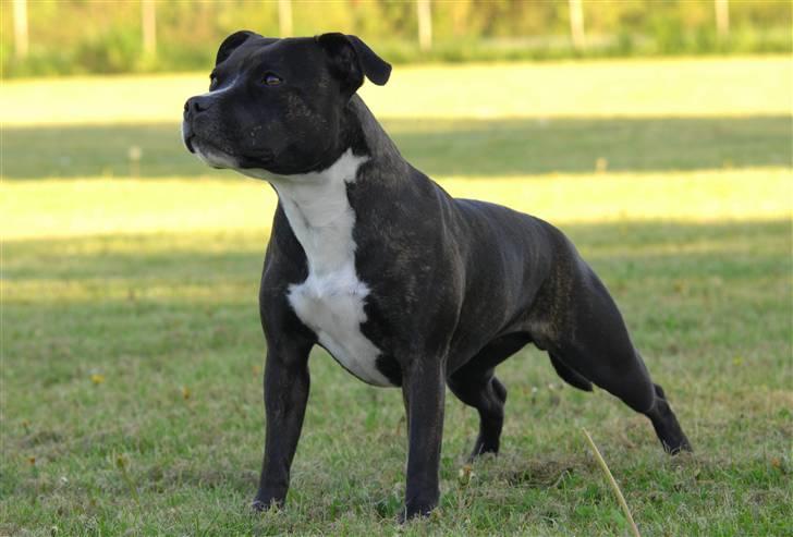 Staffordshire bull terrier Mathilde billede 9
