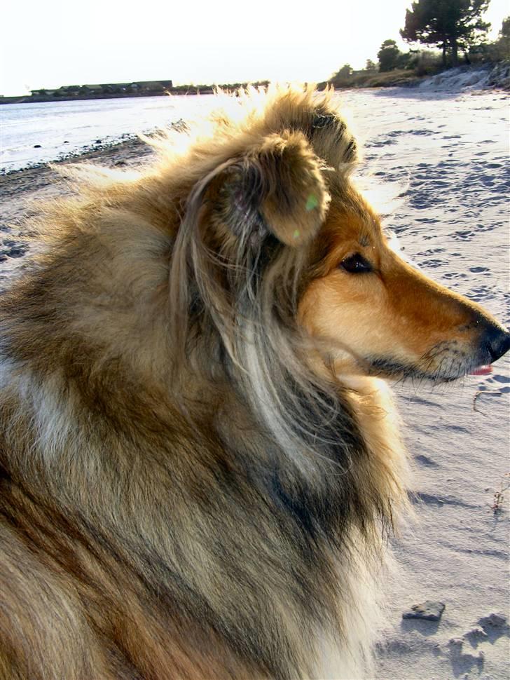 Collie langhåret The Sound of Music, Bella billede 17