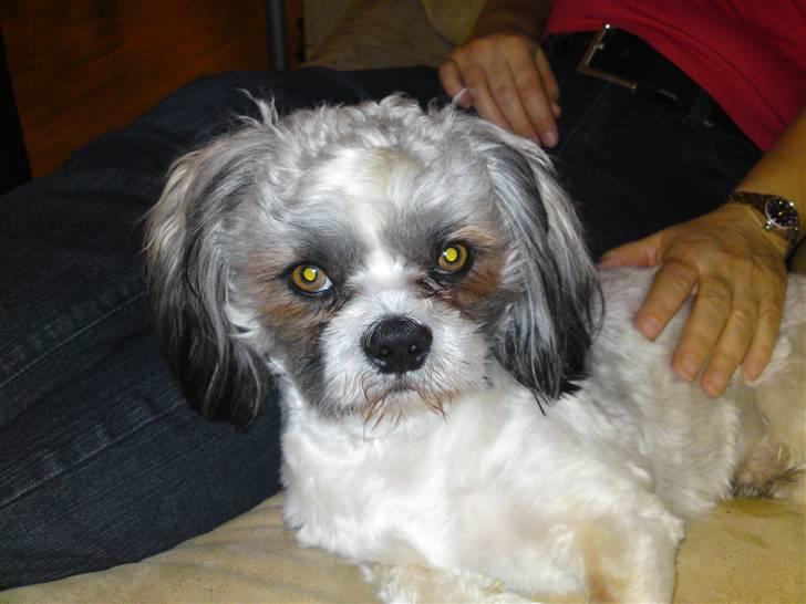 Lhasa apso Uffe billede 1