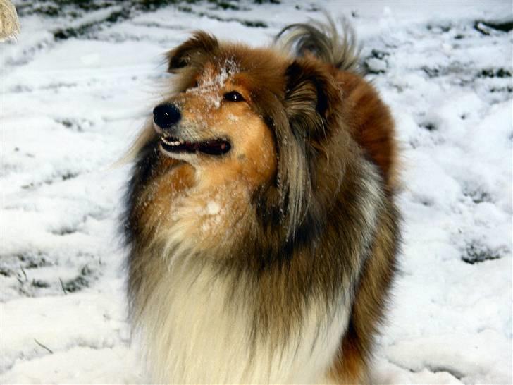 Collie langhåret The Sound of Music, Bella billede 18