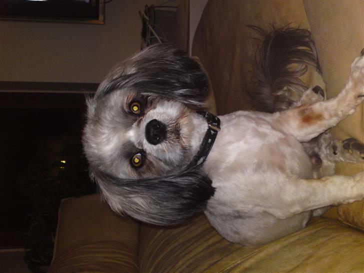 Lhasa apso Uffe billede 2