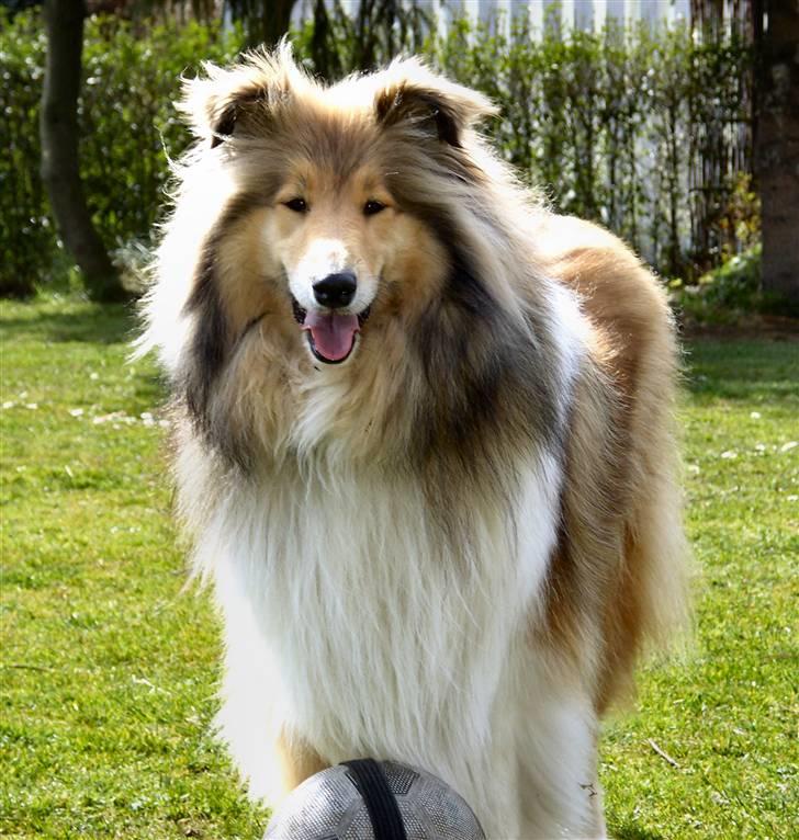 Collie langhåret The Sound of Music, Bella billede 19