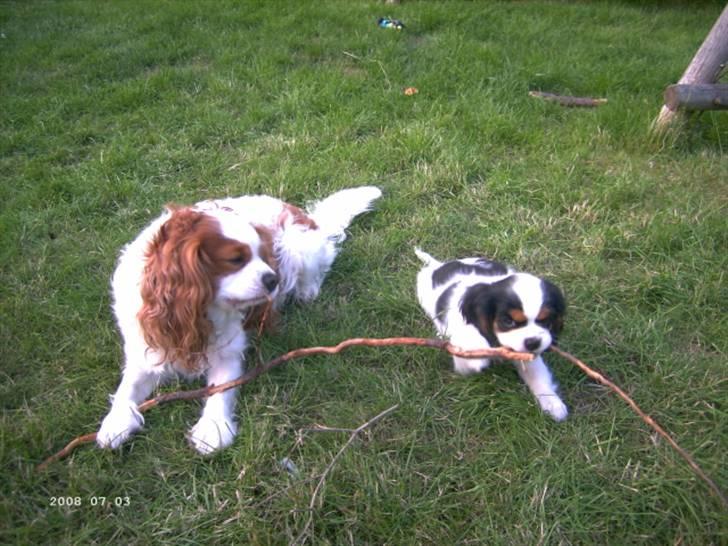 Cavalier king charles spaniel Frodo billede 15