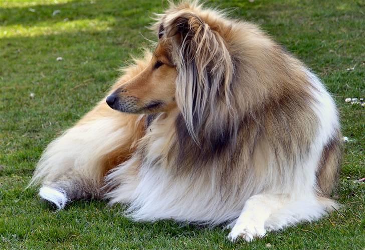 Collie langhåret The Sound of Music, Bella billede 20