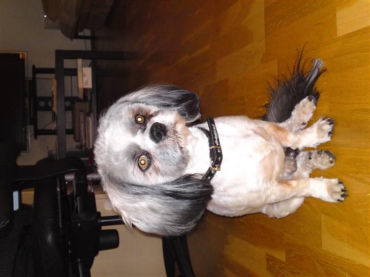 Lhasa apso Uffe billede 3