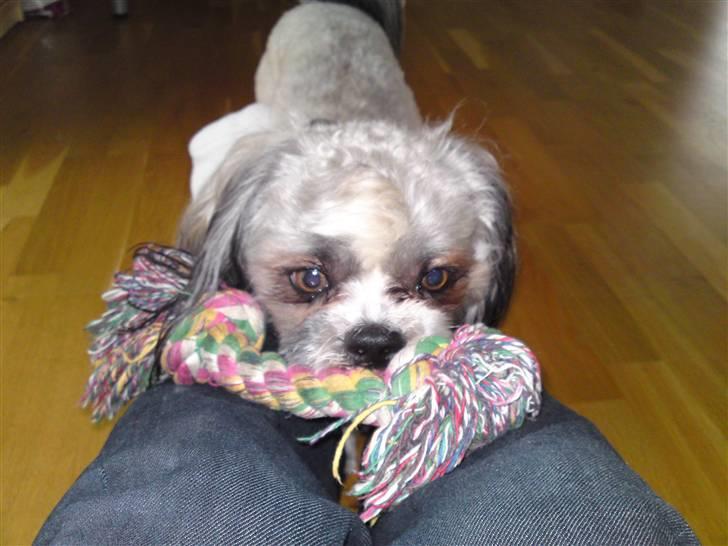 Lhasa apso Uffe - Kom nu... skal vi ikke lege. billede 4