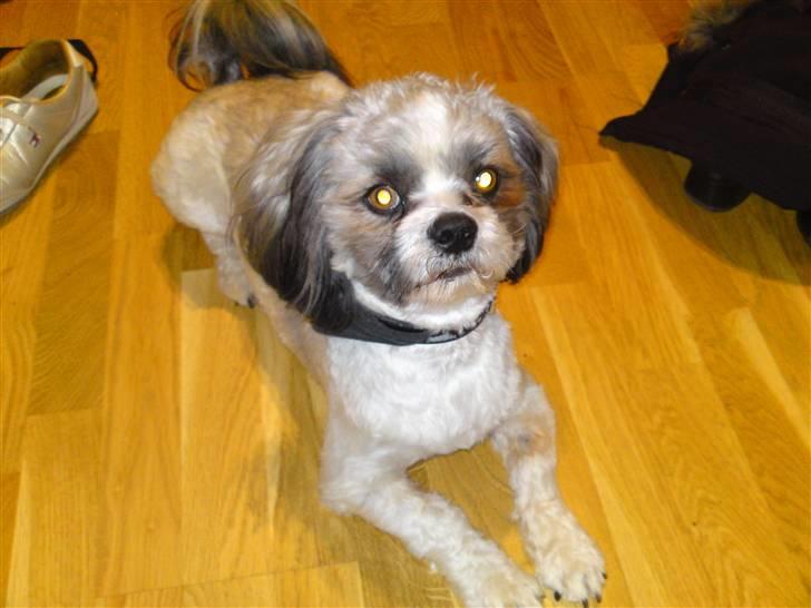 Lhasa apso Uffe billede 5