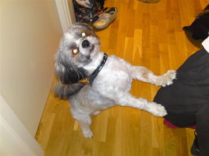 Lhasa apso Uffe billede 6