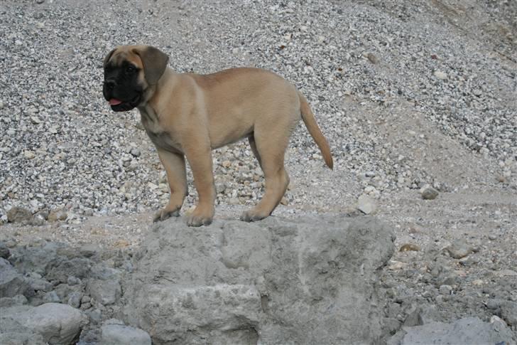 Bullmastiff Vega - VEGA billede 1