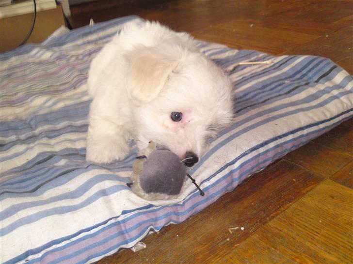 Coton de tulear jasmina billede 1
