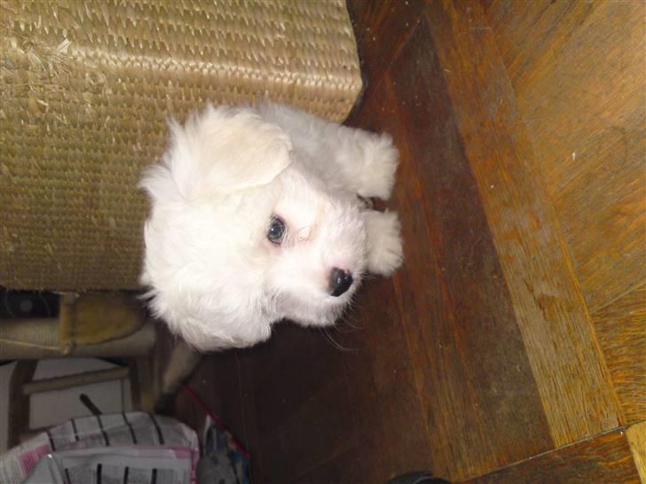 Coton de tulear jasmina billede 2