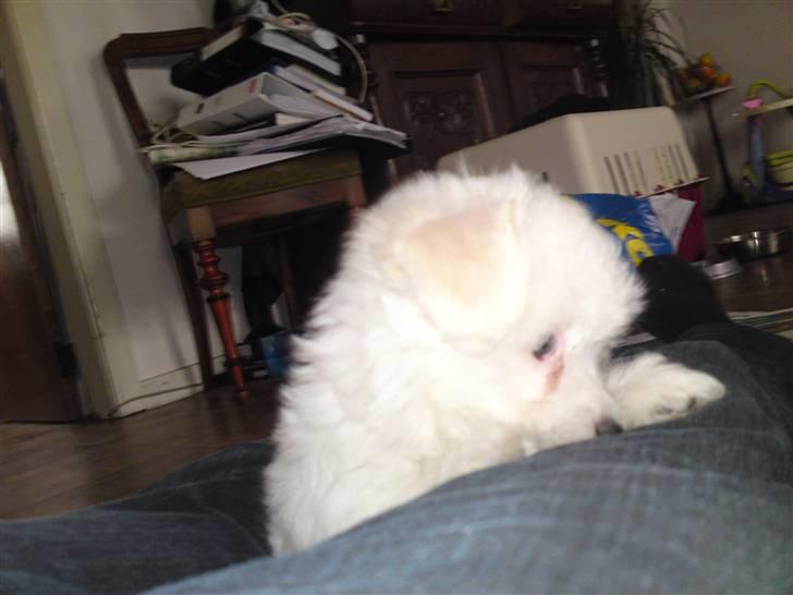 Coton de tulear jasmina billede 3
