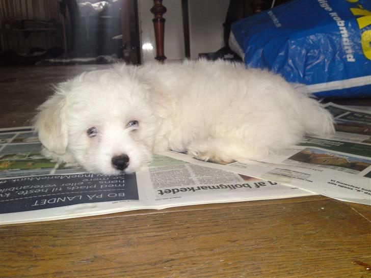 Coton de tulear jasmina billede 4