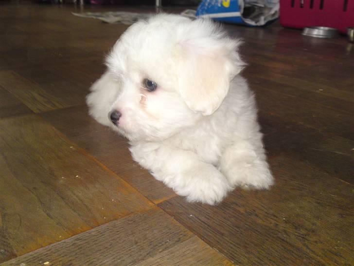 Coton de tulear jasmina billede 5