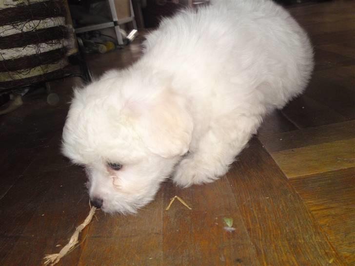 Coton de tulear jasmina billede 6