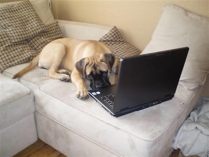 Bullmastiff Vega - Vega 20 uger. Hun tjekker sin profil på hundegalleri billede 3