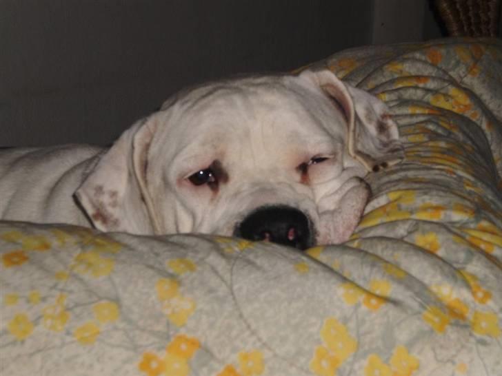 Amerikansk bulldog Holger Junior - gisse basse :o) billede 16