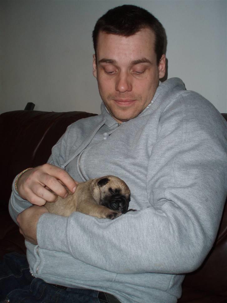 Bullmastiff Vega - Vega 5 dage gammel med sin "far" billede 4