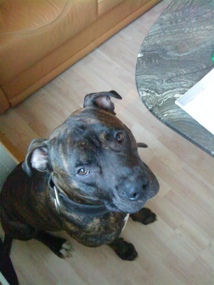 Amerikansk staffordshire terrier rocky sov sødt basse billede 2