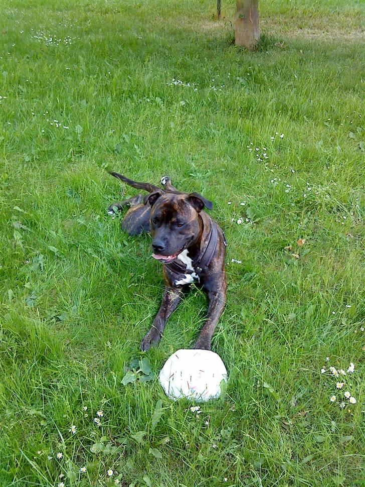 Amerikansk staffordshire terrier rocky sov sødt basse billede 3