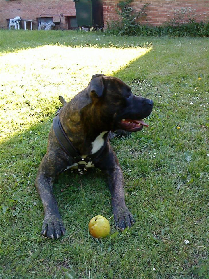 Amerikansk staffordshire terrier rocky sov sødt basse billede 4