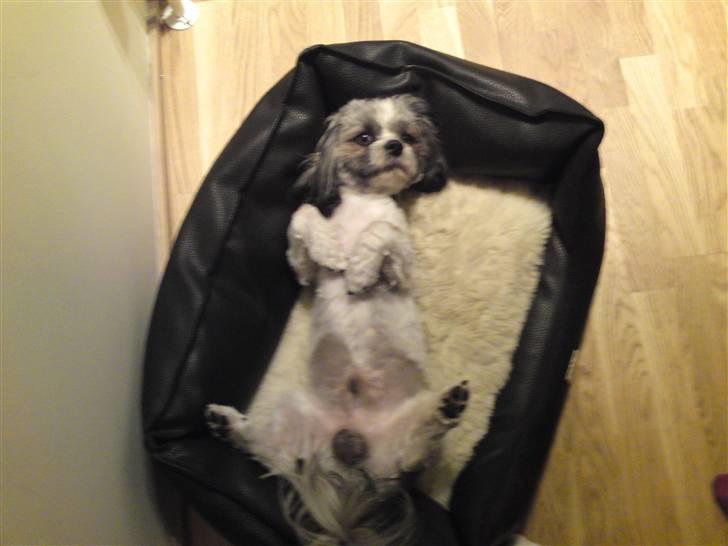 Lhasa apso Uffe billede 7