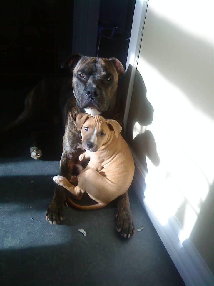 Amerikansk staffordshire terrier rocky sov sødt basse billede 6