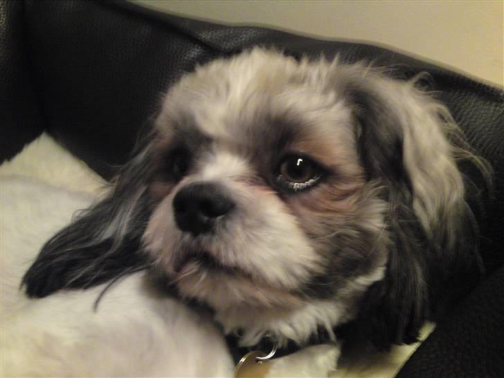 Lhasa apso Uffe - Trætte uffe billede 8