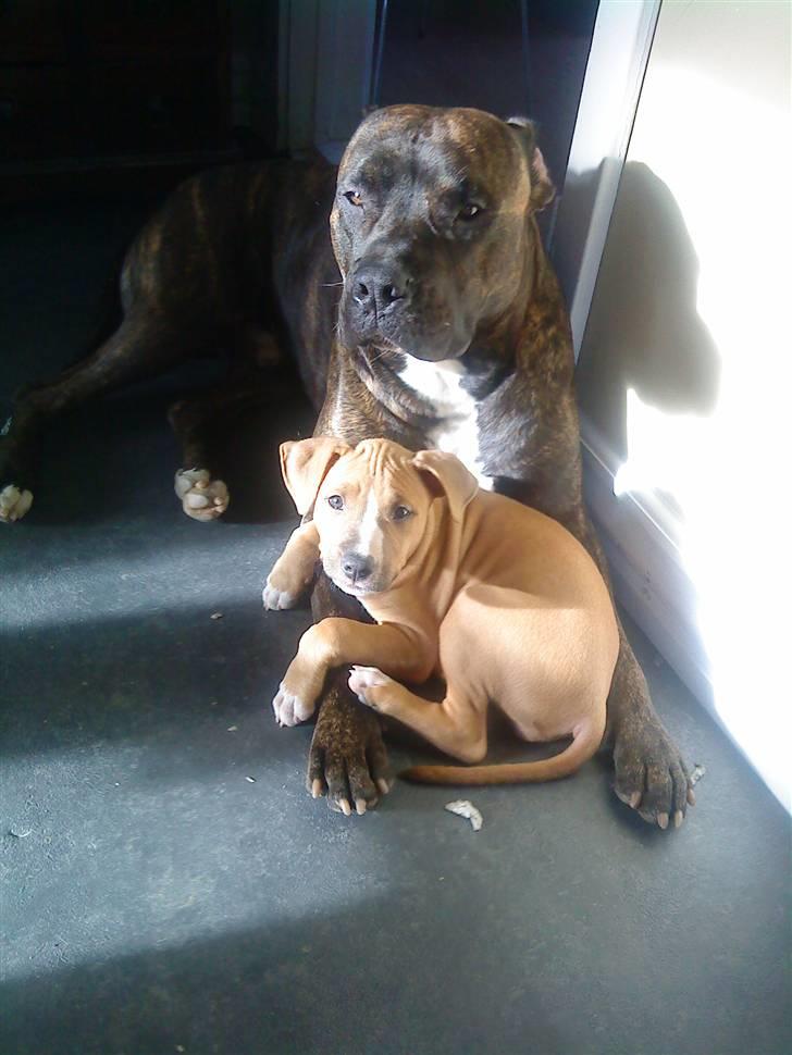 Amerikansk staffordshire terrier rocky sov sødt basse billede 7