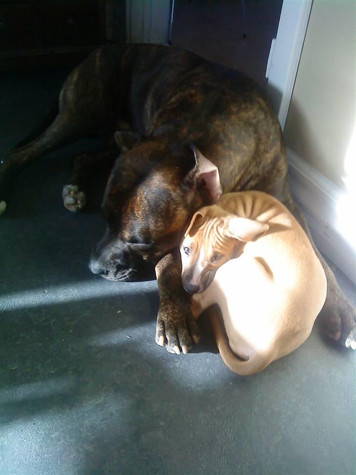 Amerikansk staffordshire terrier rocky sov sødt basse billede 8