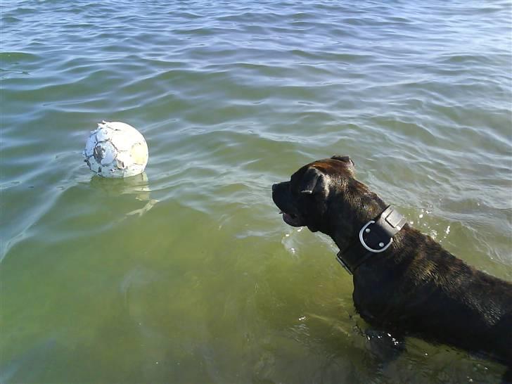 Amerikansk staffordshire terrier rocky sov sødt basse billede 9