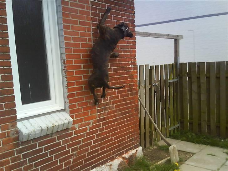 Amerikansk staffordshire terrier rocky sov sødt basse billede 10