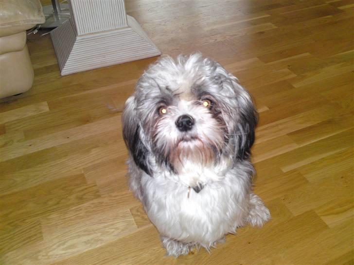 Lhasa apso Uffe - Uffe med meget langt hår  billede 9