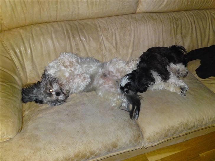 Lhasa apso Uffe - Uffe til venstre og lege kammerat til højre billede 10