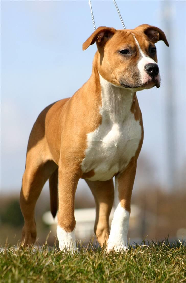 Amerikansk staffordshire terrier DKCH GreatVikingsYouMakeItReal - 22/03-2009 (Billede taget af Chalotte Buchwald). billede 15