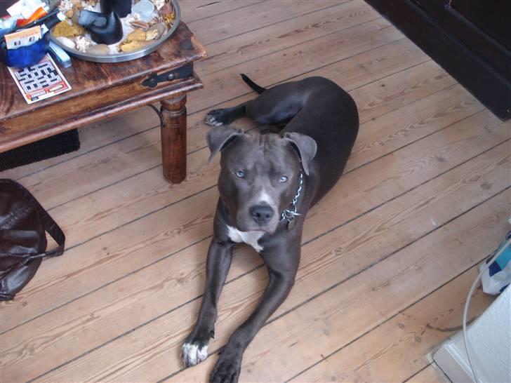 Amerikansk staffordshire terrier sparko - jah, han hører efter:) billede 15