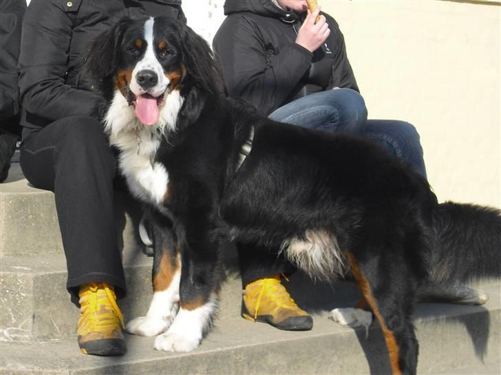 Berner sennenhund Viggo billede 13