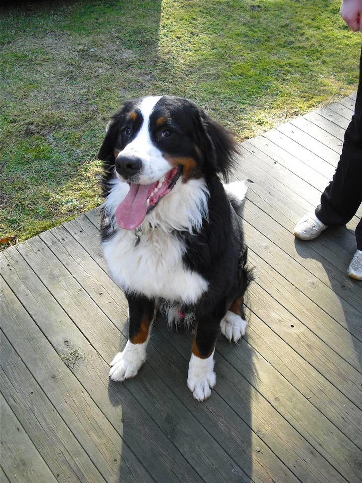 Berner sennenhund Viggo billede 14